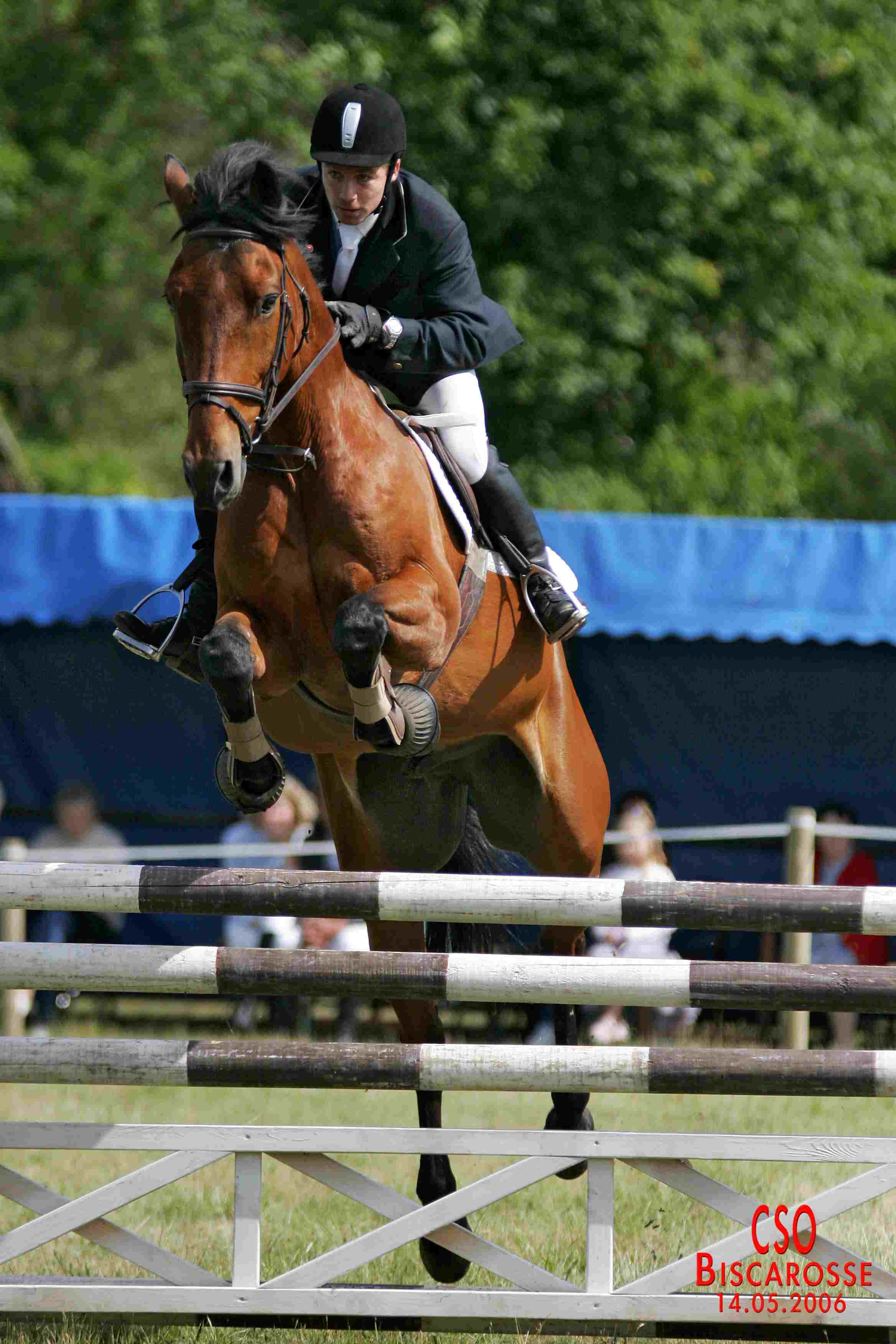 Le dressage
